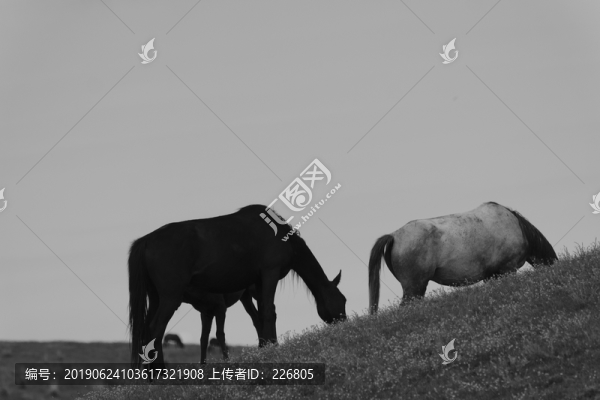 草原上的馬
