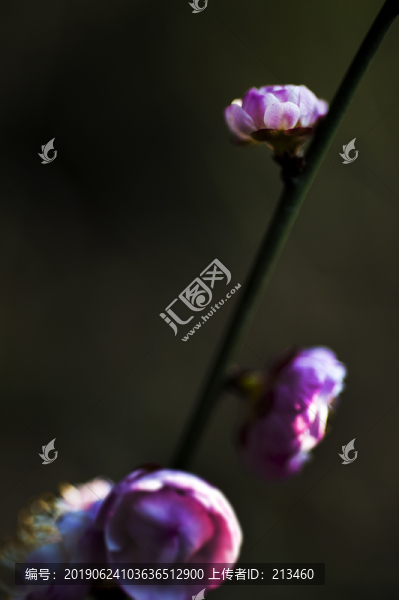 梅花