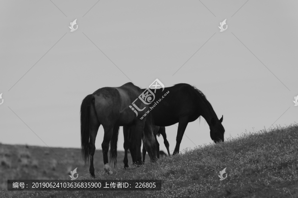草原上的馬