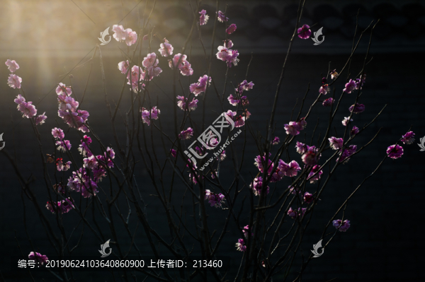 梅花