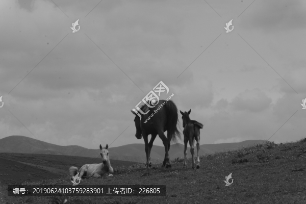 駿馬