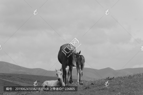 駿馬