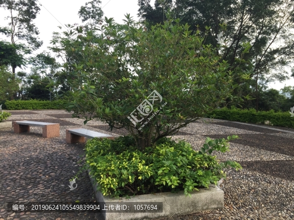 圭峰山健身公園桂花樹