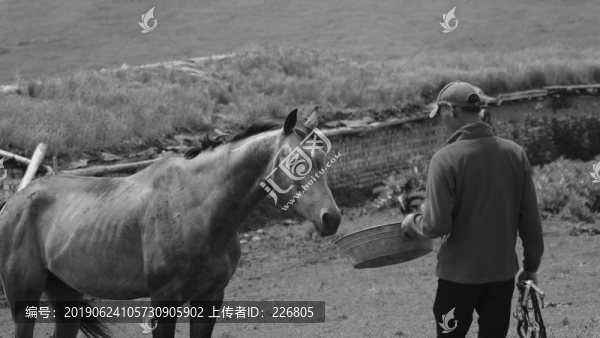 駿馬