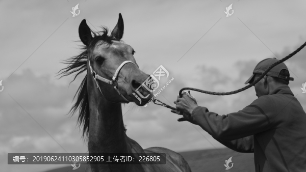 伊犁馬