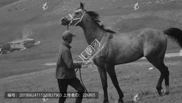 汗血馬