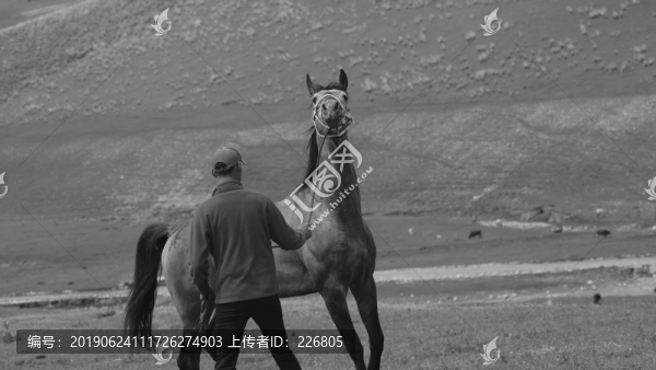 馴馬