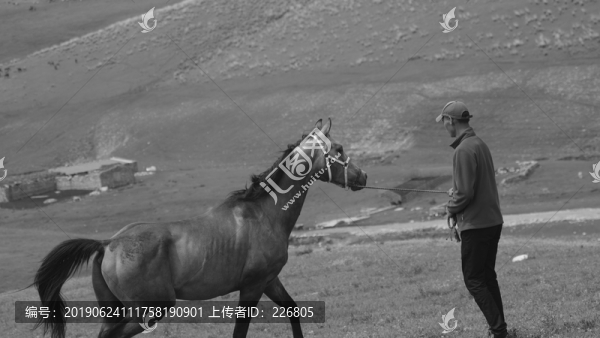 馴馬