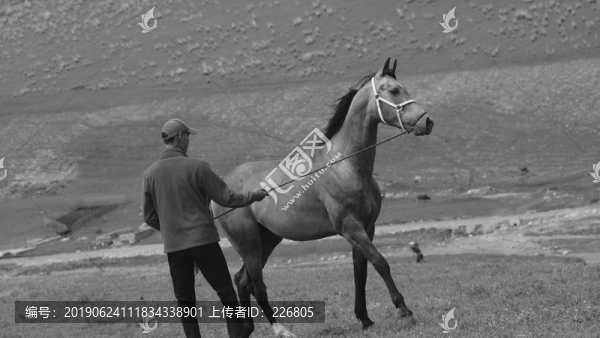 馴馬