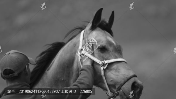 馴馬