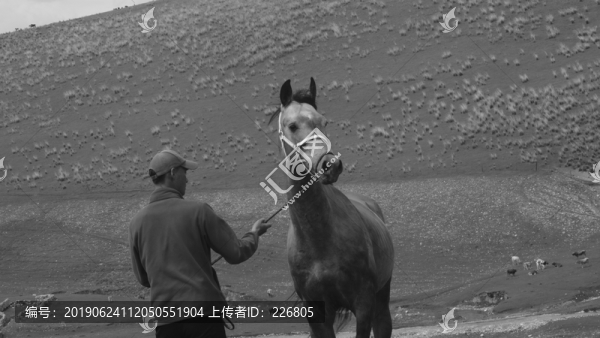 馴馬