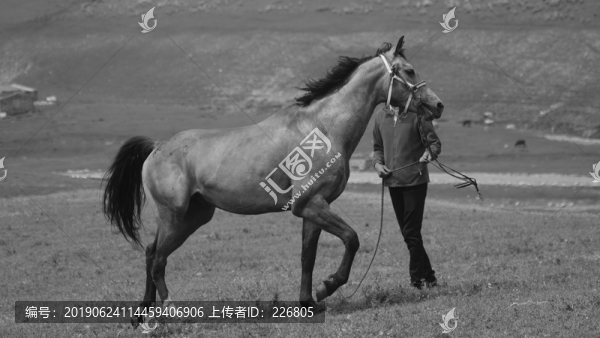 汗血馬