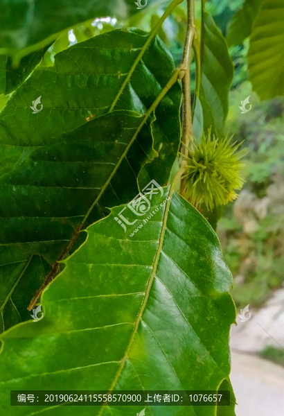 板栗樹葉