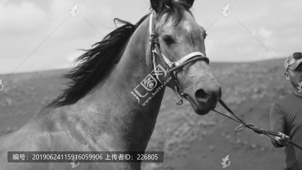 汗血馬