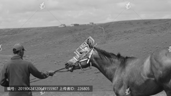 馴馬