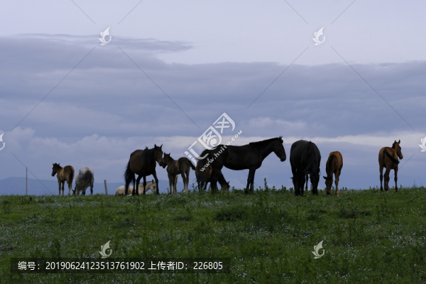 草原上的馬