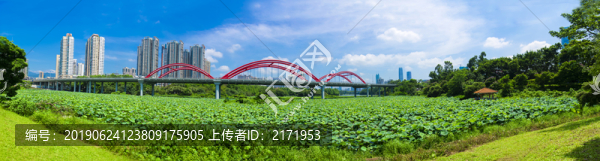 荷塘