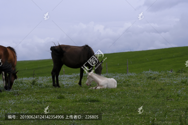 小馬駒