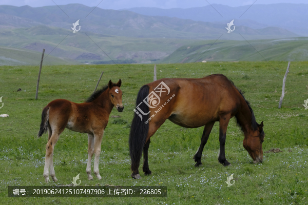 小馬駒