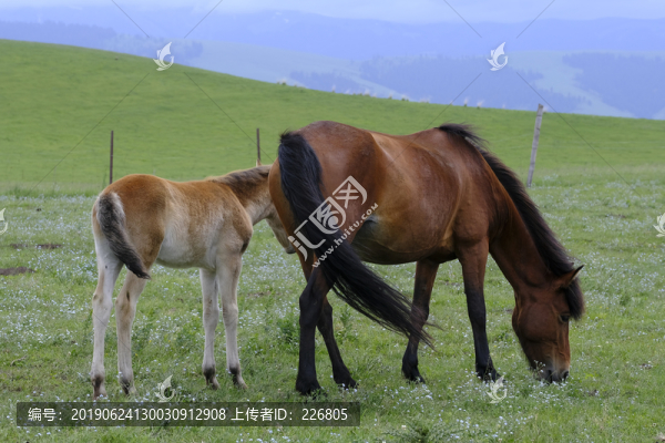 小馬駒