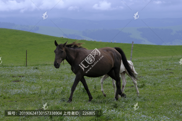 草原上的馬