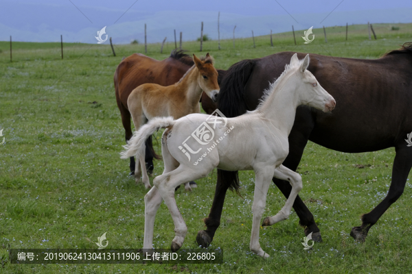 小馬駒