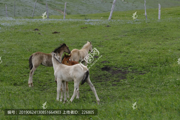 小馬駒