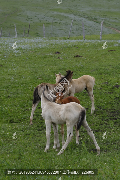 小馬駒