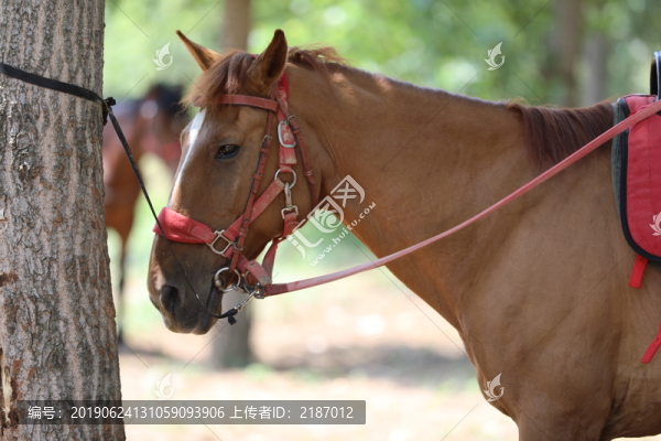 馬
