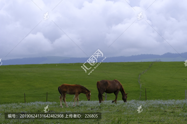 馬駒