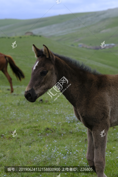 小馬駒