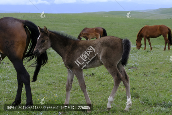 小馬駒
