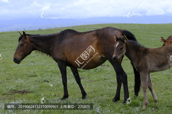 小馬駒