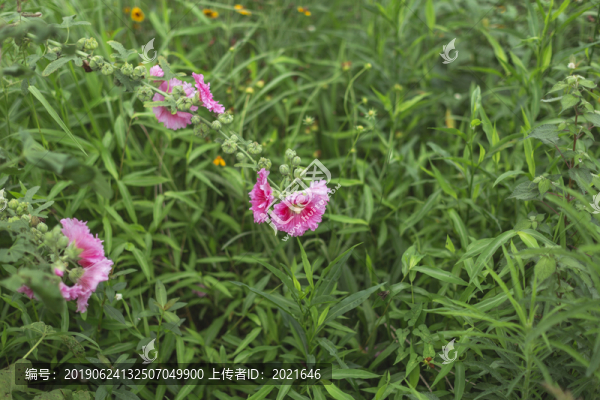 蜀葵