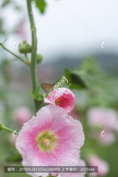 蜀葵