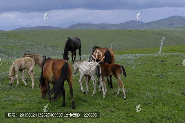 小馬駒