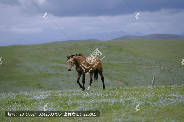 草原上的馬