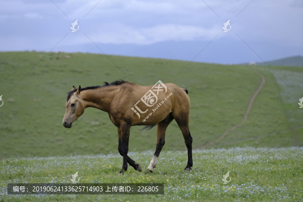 草原上的馬