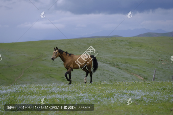 草原上的馬