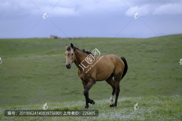 駿馬