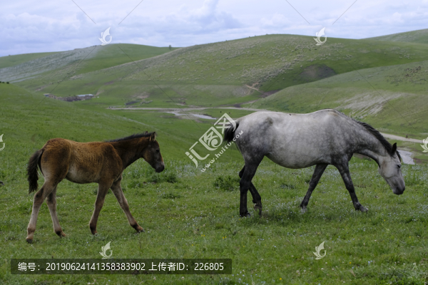 小馬駒