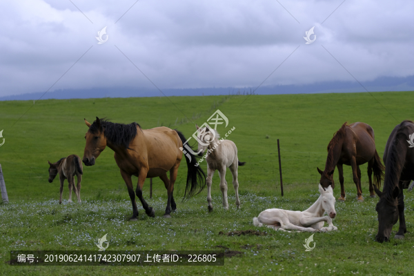 小馬駒