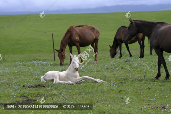 小馬駒