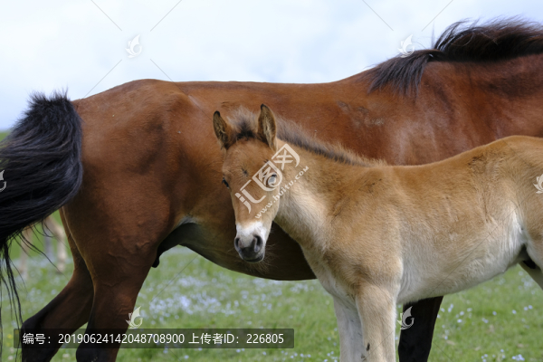 小馬駒