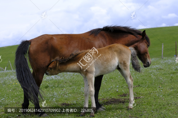 小馬駒