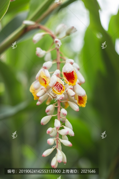 沙仁花
