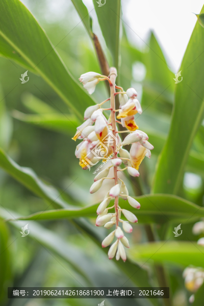 沙仁花