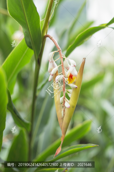 沙仁花