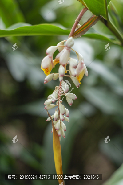 沙仁花