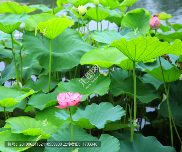 荷花